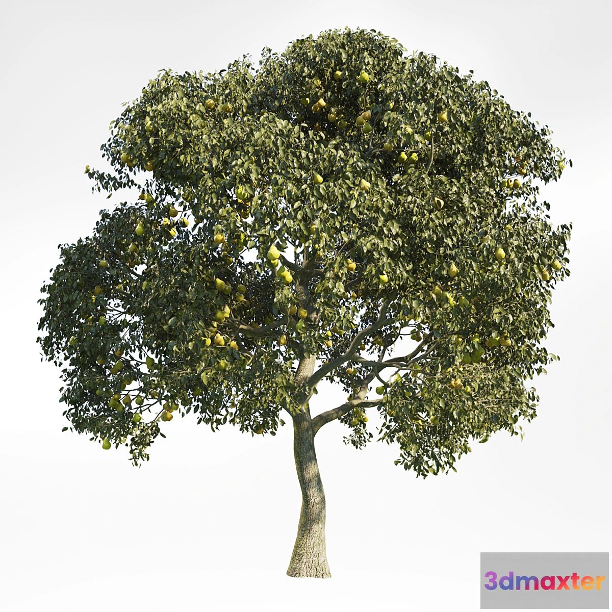 819256 - Pear Tree 8