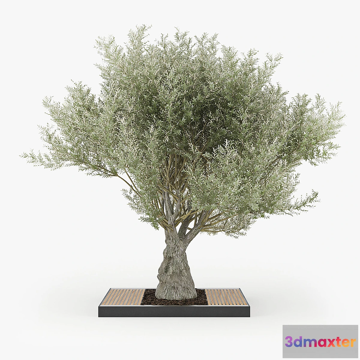 819274 - Olea europaea 03