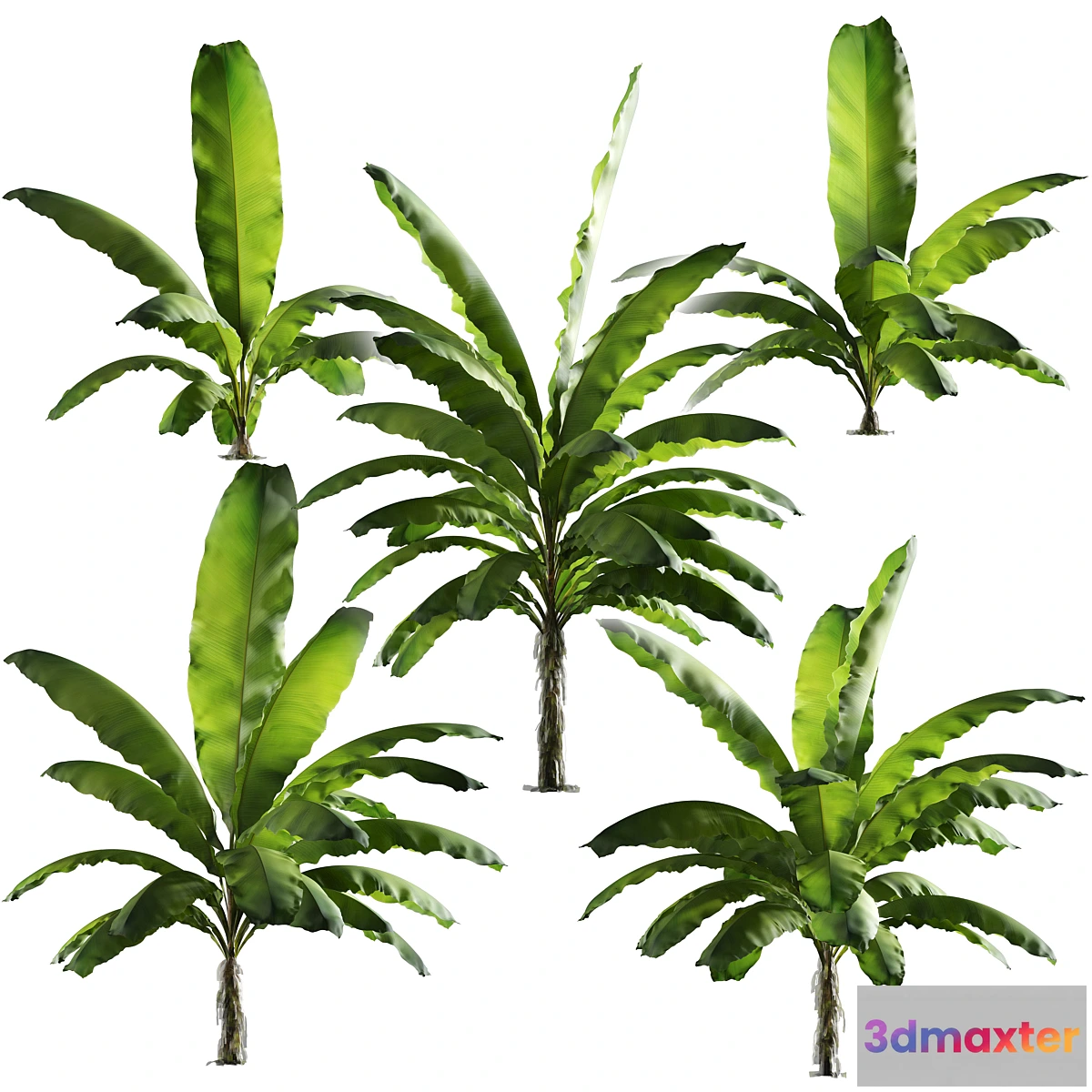 819276 - Banana palm tree Set of 5 models