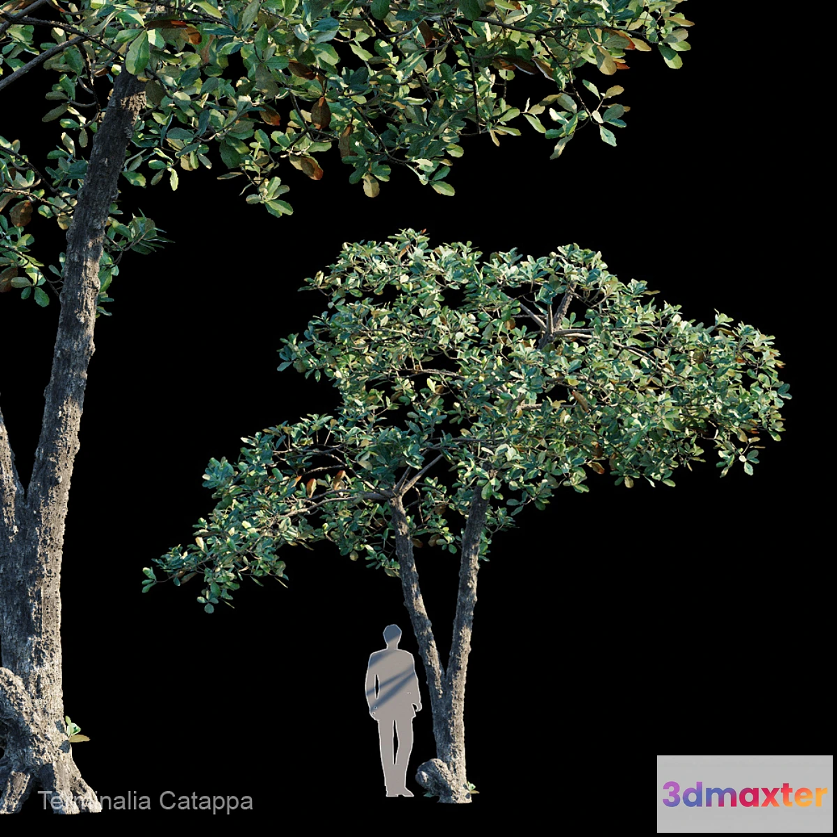 819290 - Terminalia Catappa_Var2