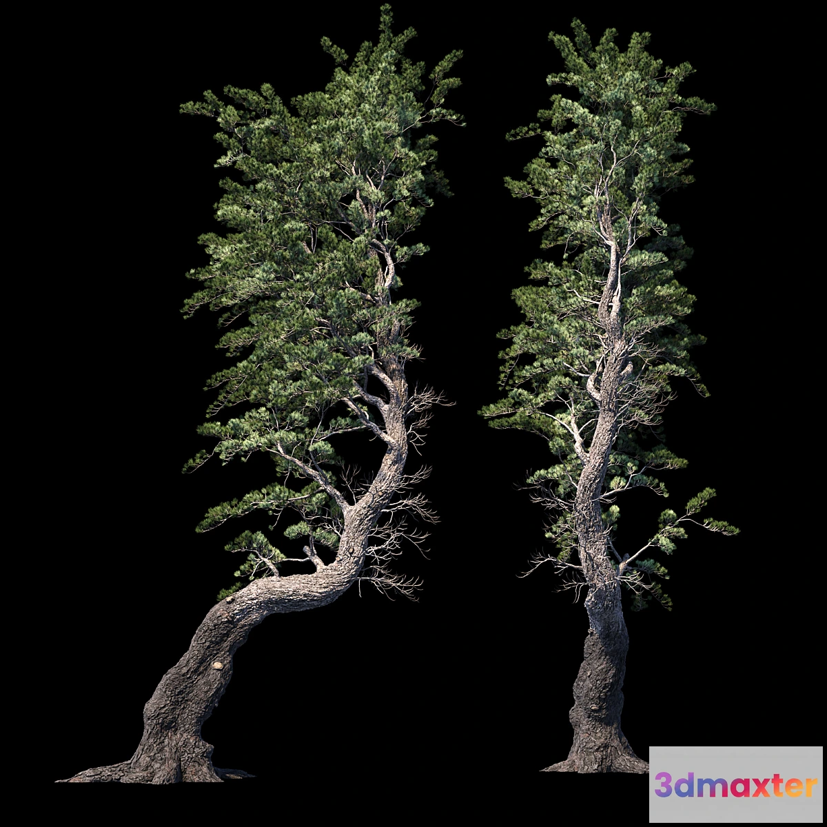 819298 - Pine Aleppo (Jerusalem)