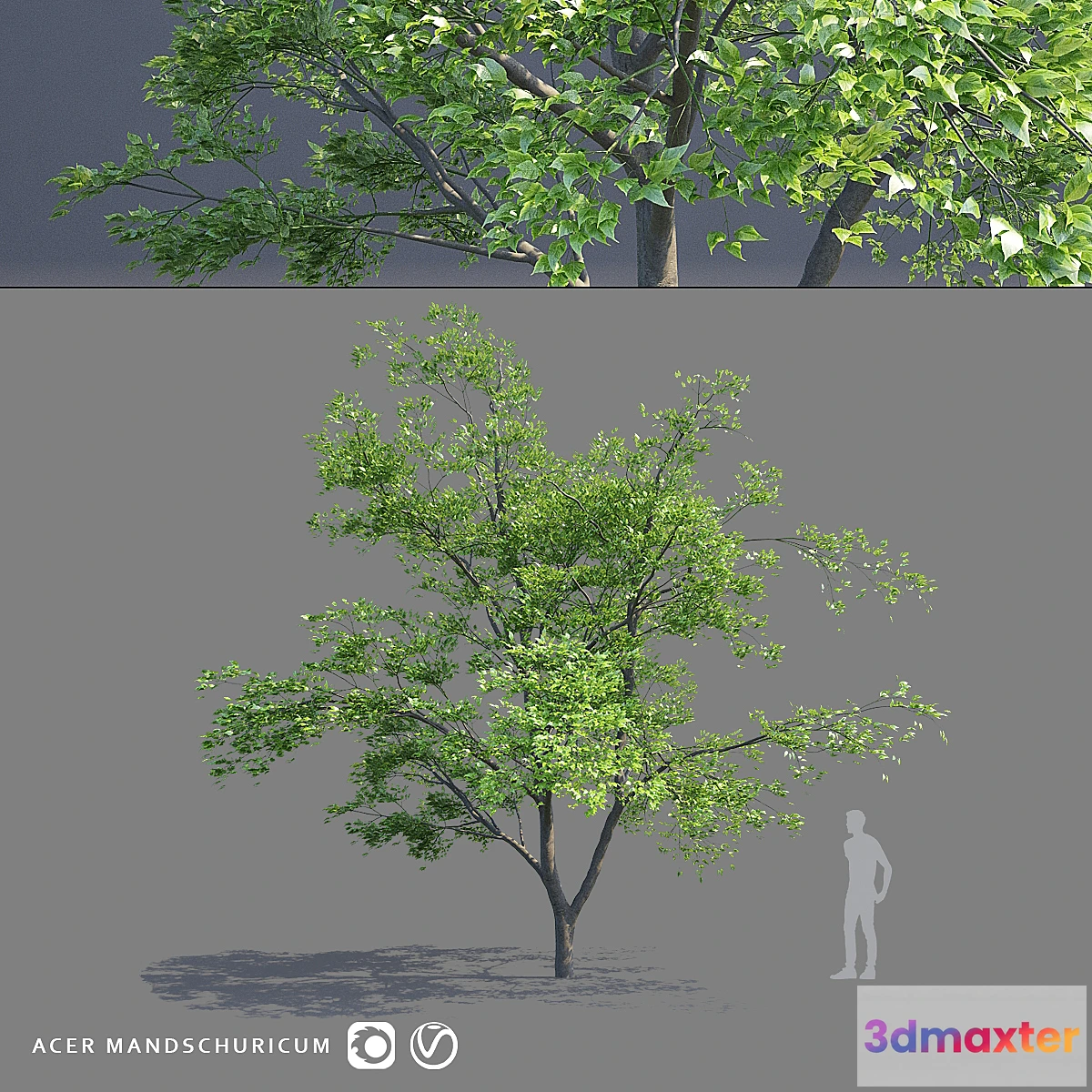 819318 - Maple Manchurian tree  Acer mandschuricum - No.3