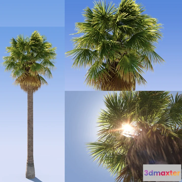 819382 - Palm Tree Phoenix
