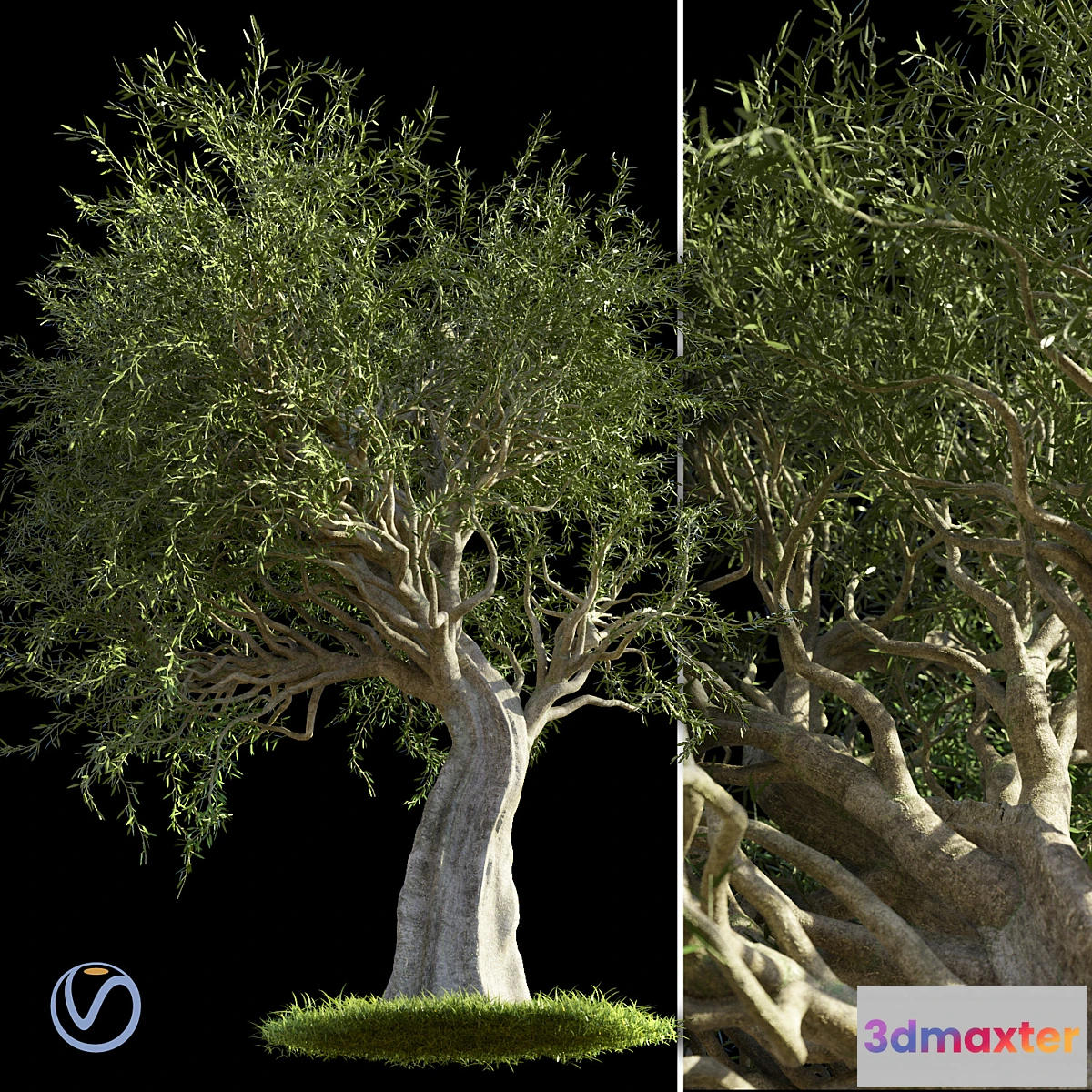 819388 - Olive Tree - No.6