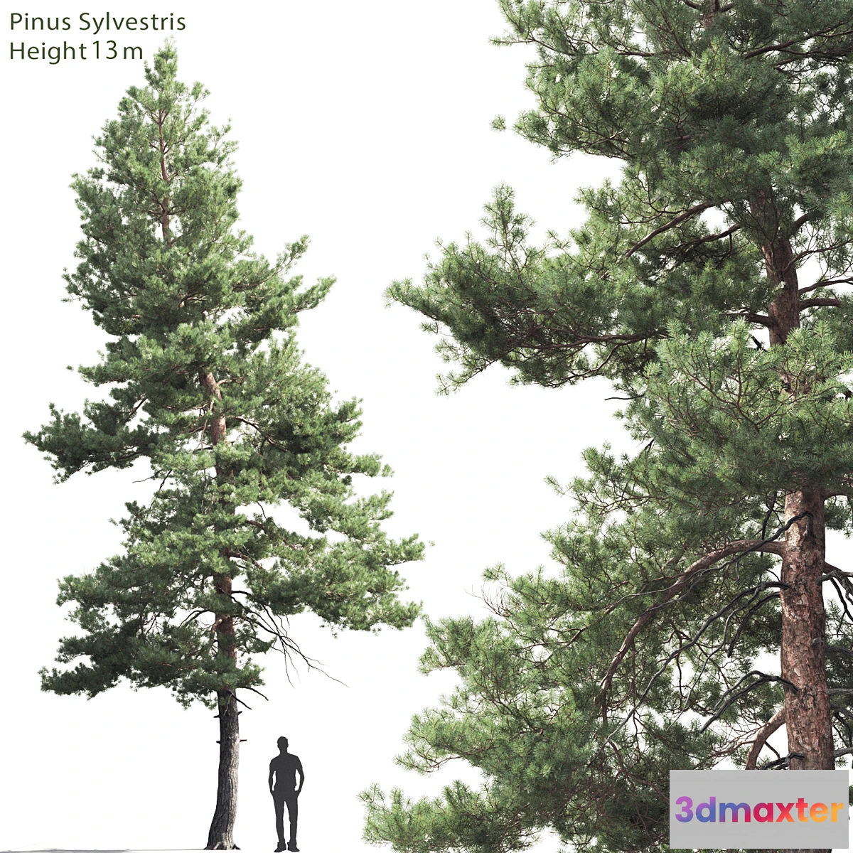 819390 - Pine - No.64