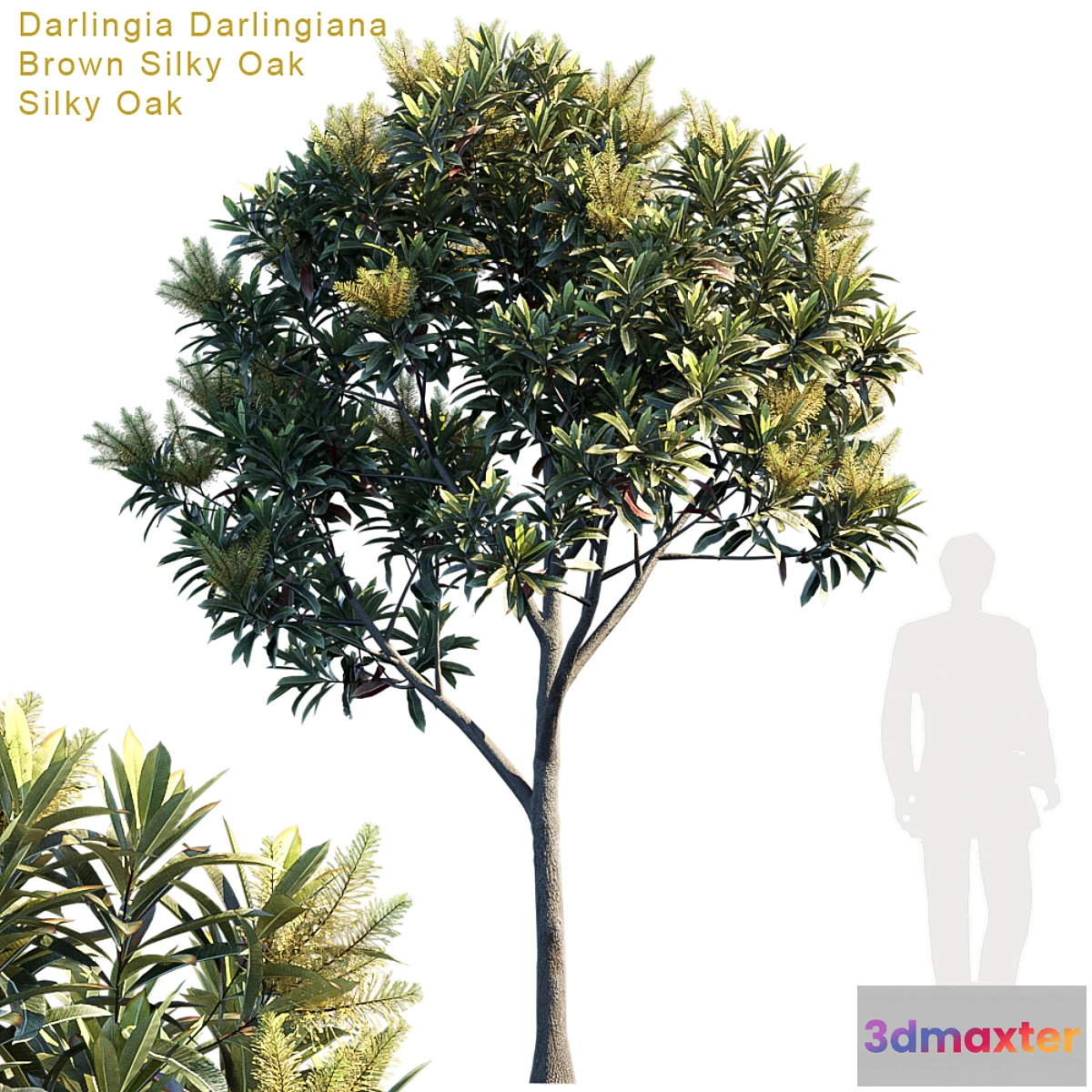 819410 - Darlingia Darlingiana  Brown Silky Oak - No.6