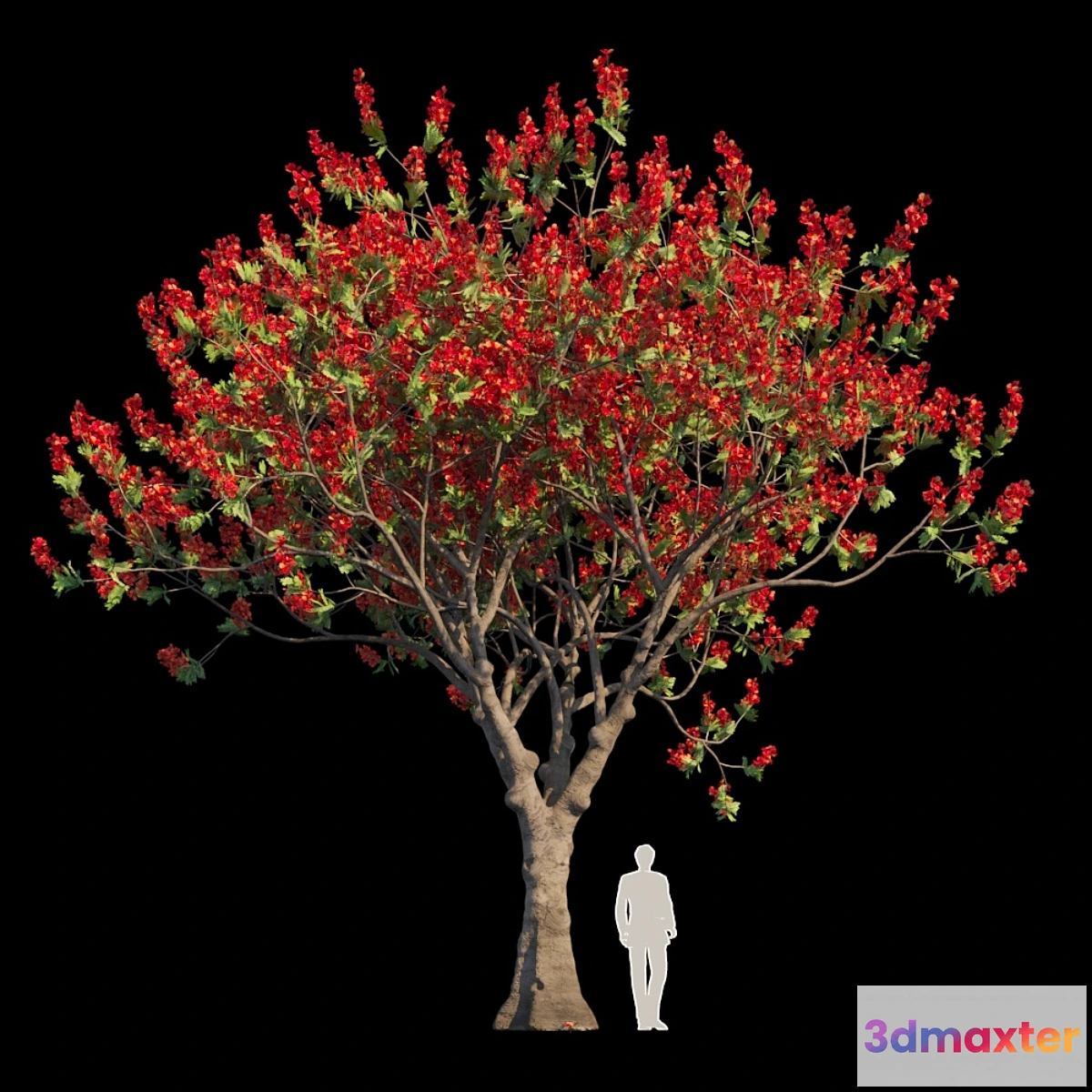 819416 - Delonix Regia  Flamboyant