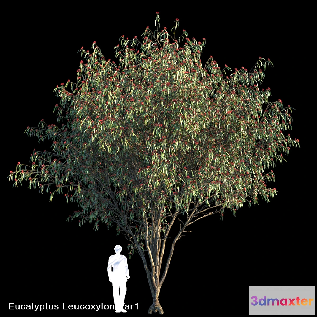 819420 - Eucalyptus Leucoxylon Var1