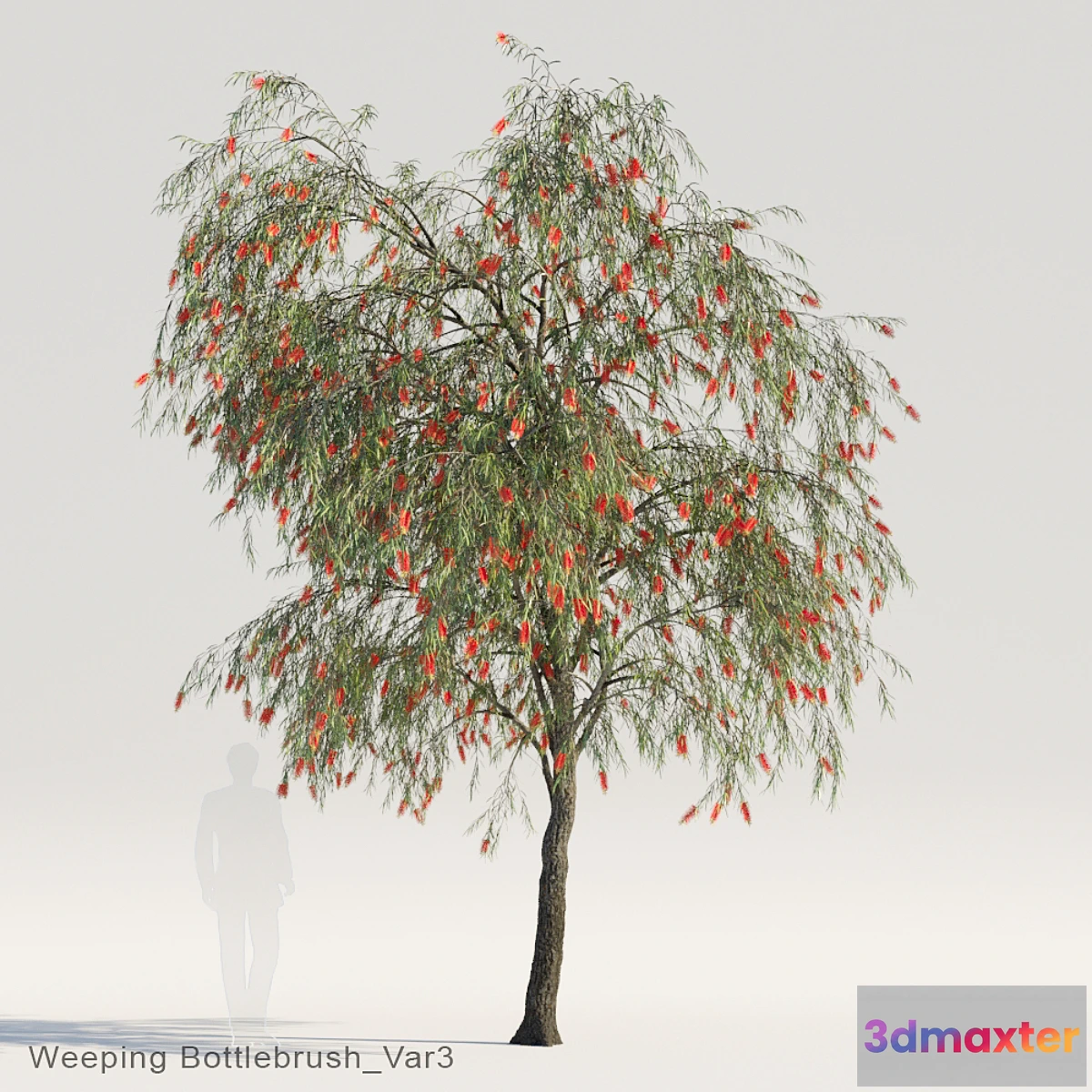 819424 - Weeping Bottlebrush Var3