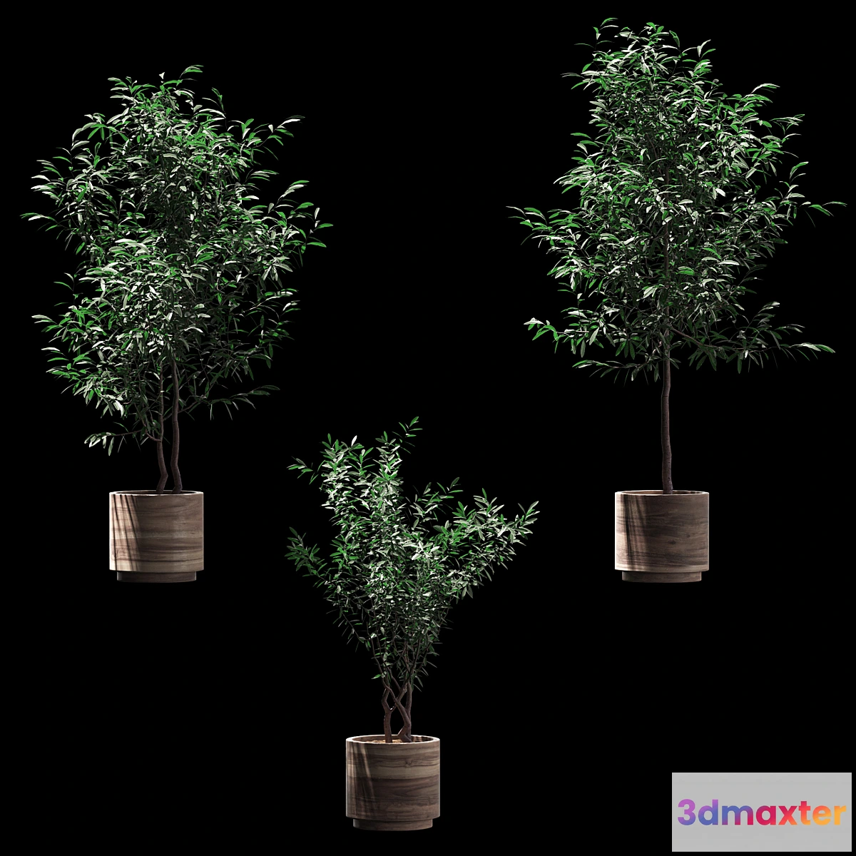 819618 - Plants in wooden pots. 3 models - No.3