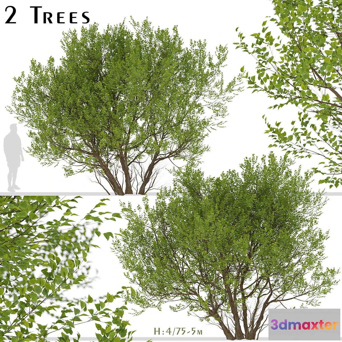 843499 - Set of Common Hazel Trees (Corylus avellana) (2 Trees) - No.3