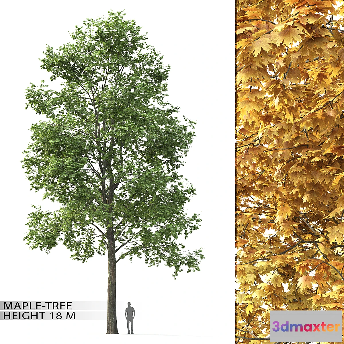 844323 - Maple - No.15