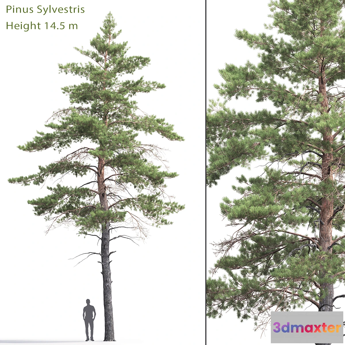 844325 - Pinus Sylvestris # 6 (14.5m) - No.2