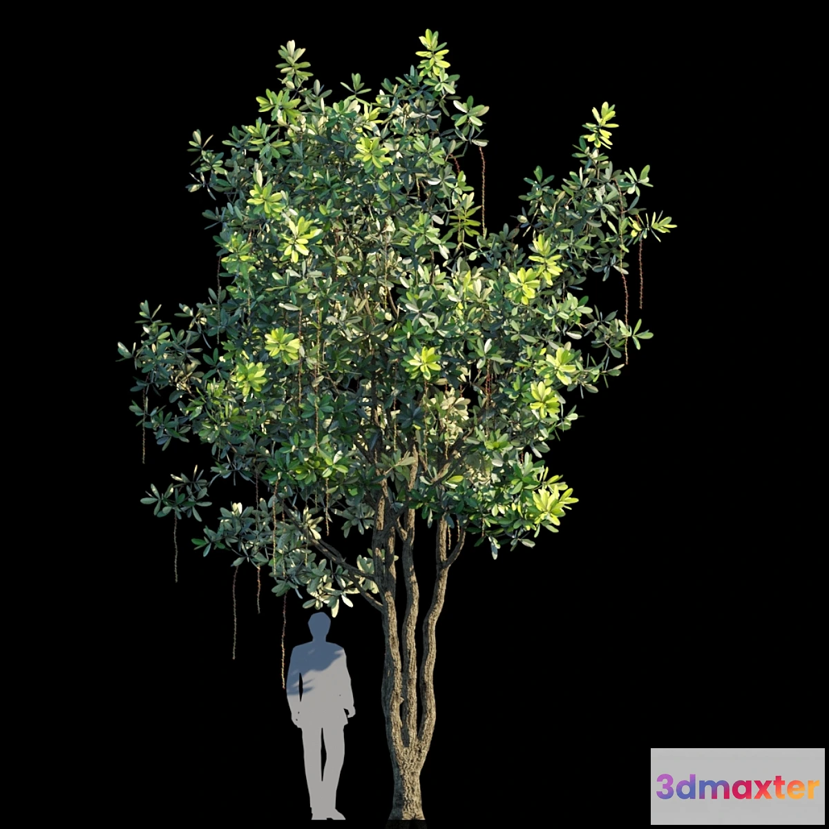 844329 - Barringtonia acutangula var 1 - No.2