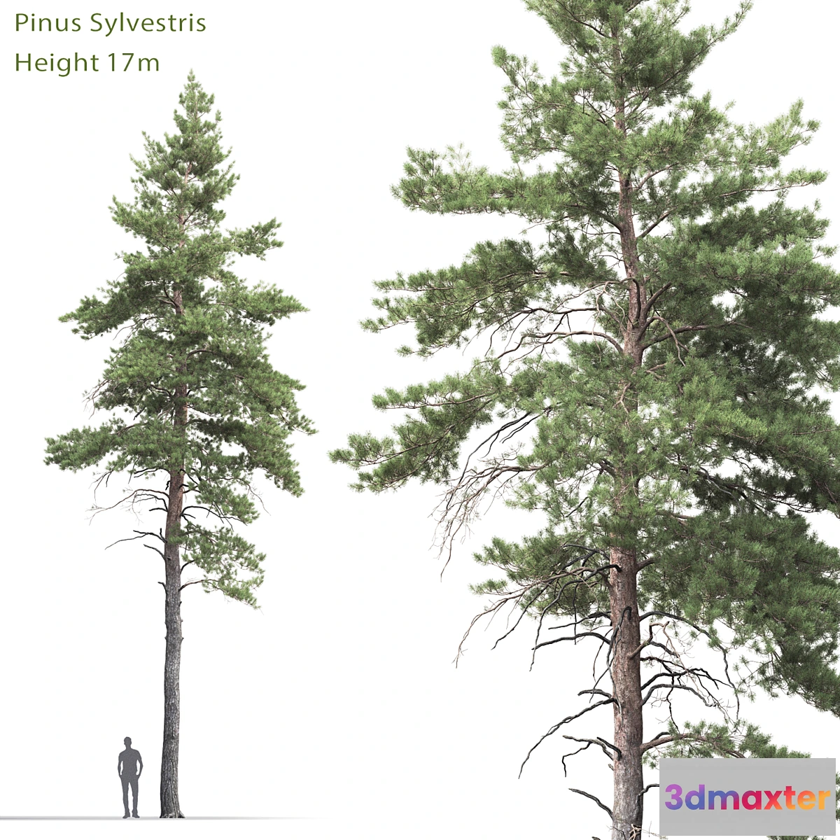 844331 - Pine - No.68