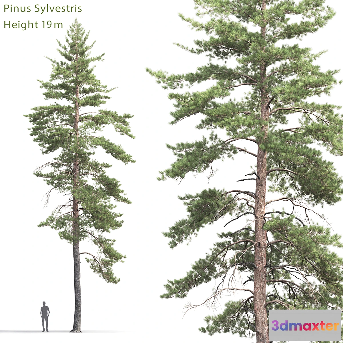 844335 - Pinus Sylvestris # 8 (19m) - No.2