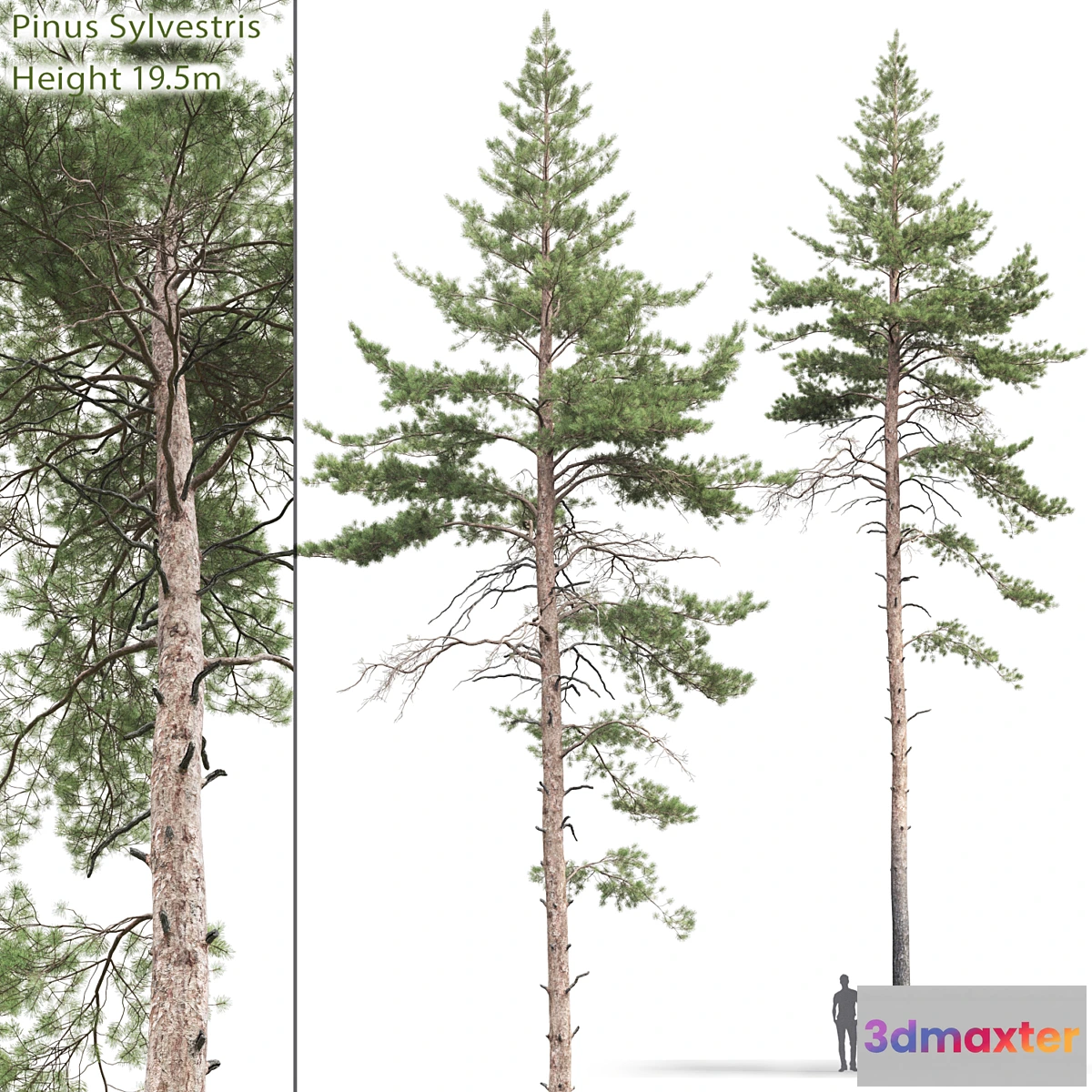 844337 - Pine - No.69