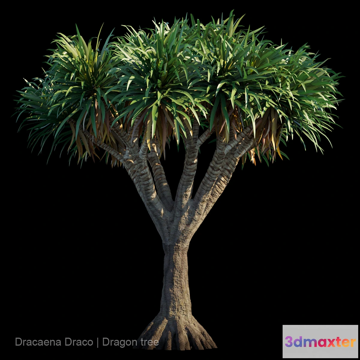 844345 - Dracaena Draco  Dragon tree - No.4