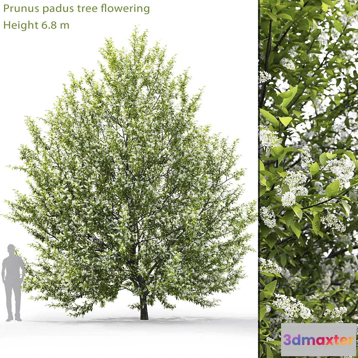 844347 - Blooming cherry tree  Prunus padus # 1 (6.8m) - No.4