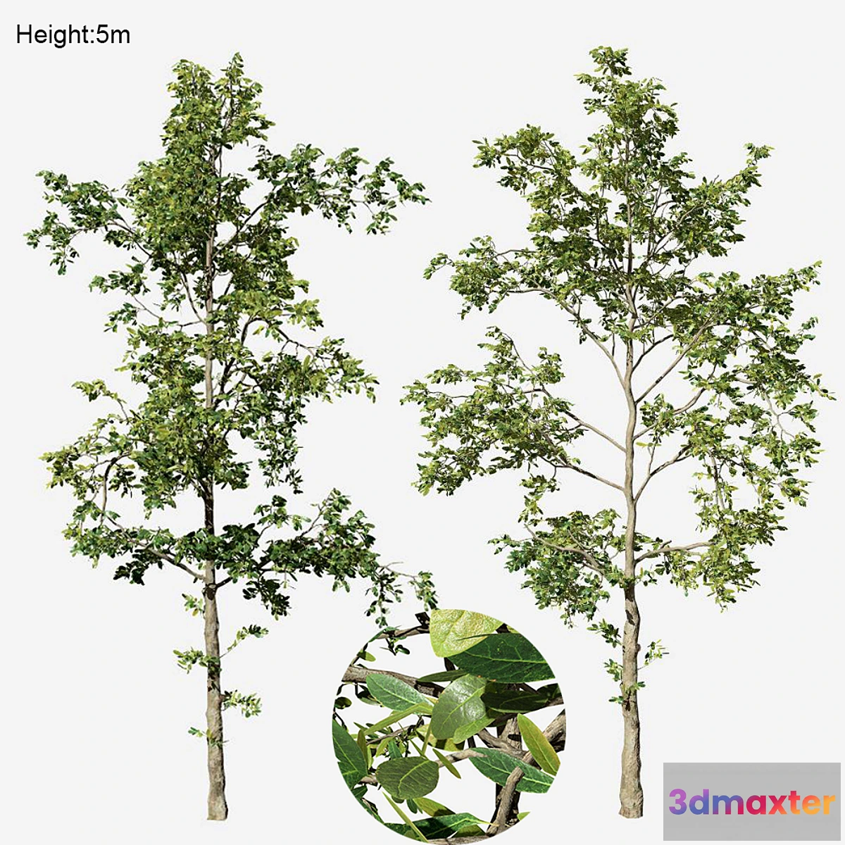 844383 - Khaya senegalensis - No.2