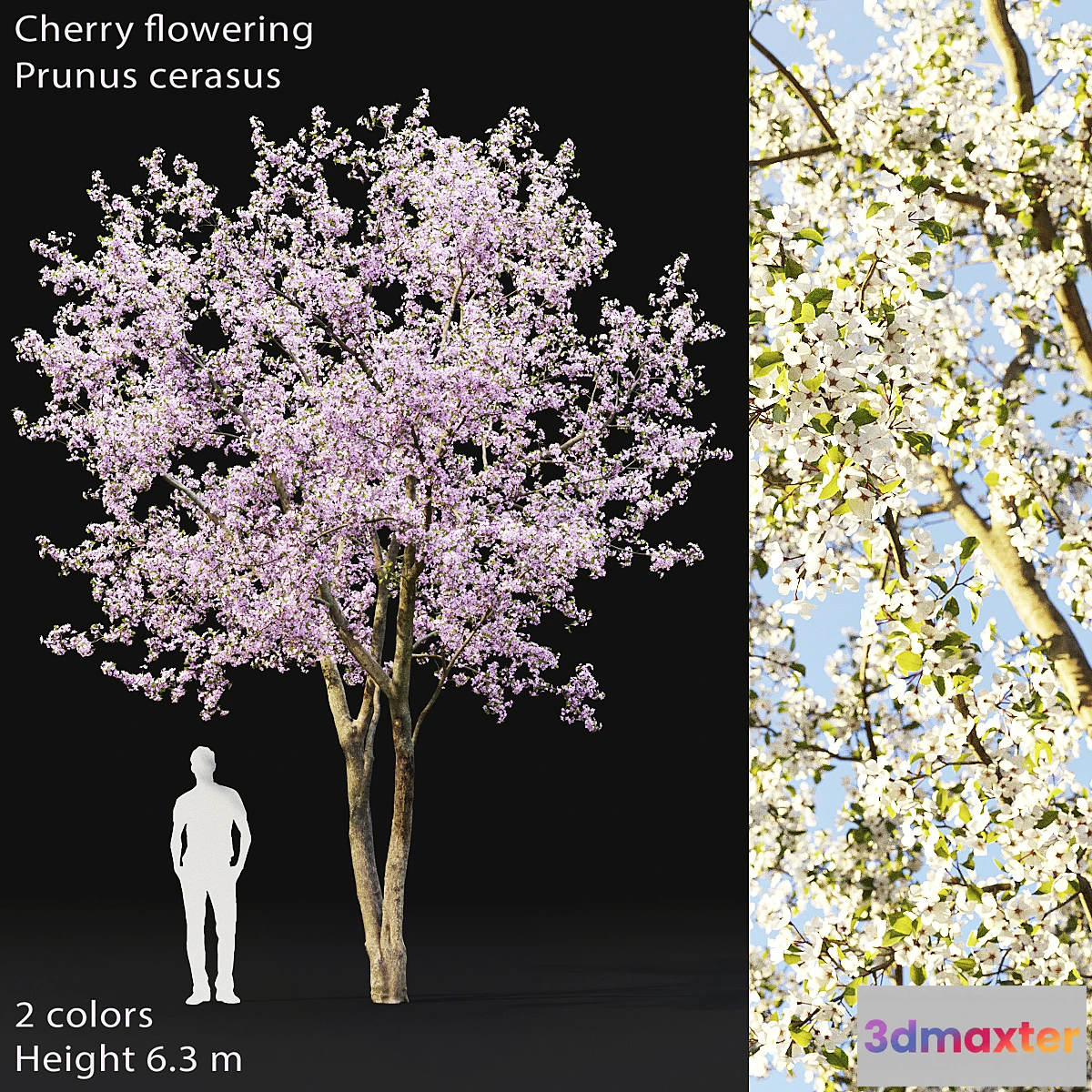 844391 - Prunus cerasus  Cherry flowering # 2 - No.2