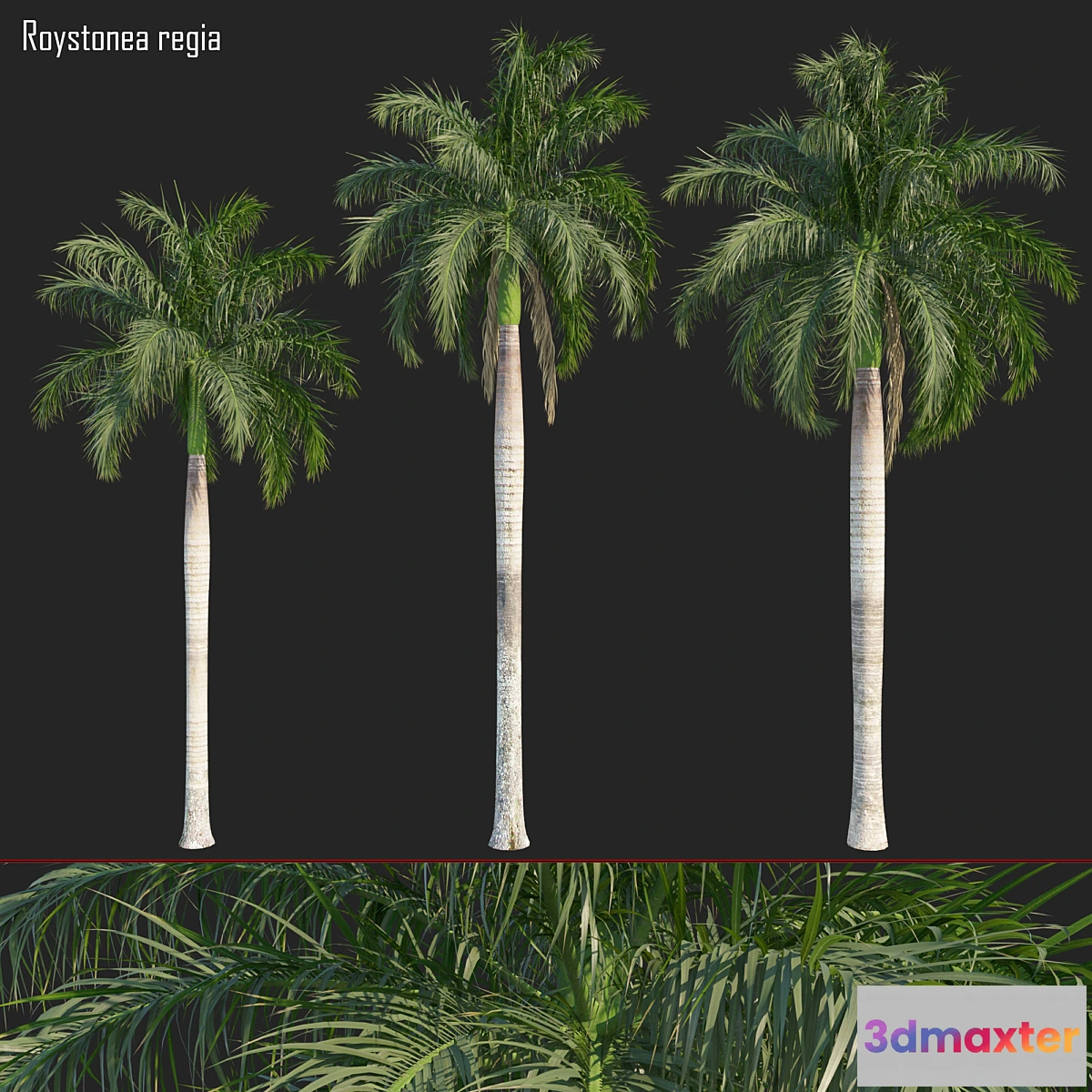 844395 - Roystonea regia_01 - No.5