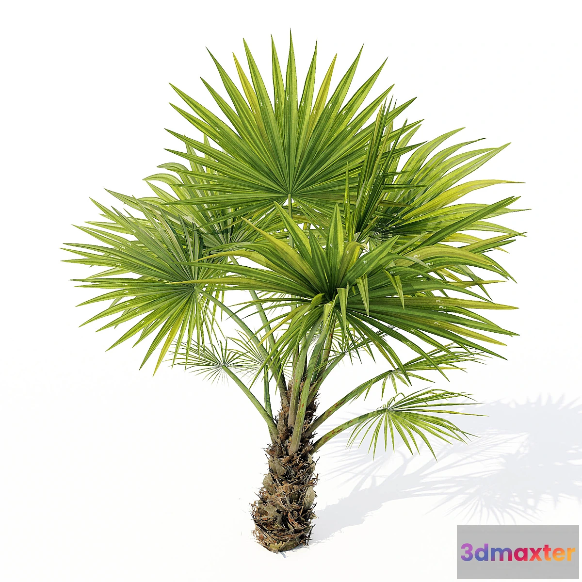 844407 - Chuniophoenix_hainanensis_02 - No.2