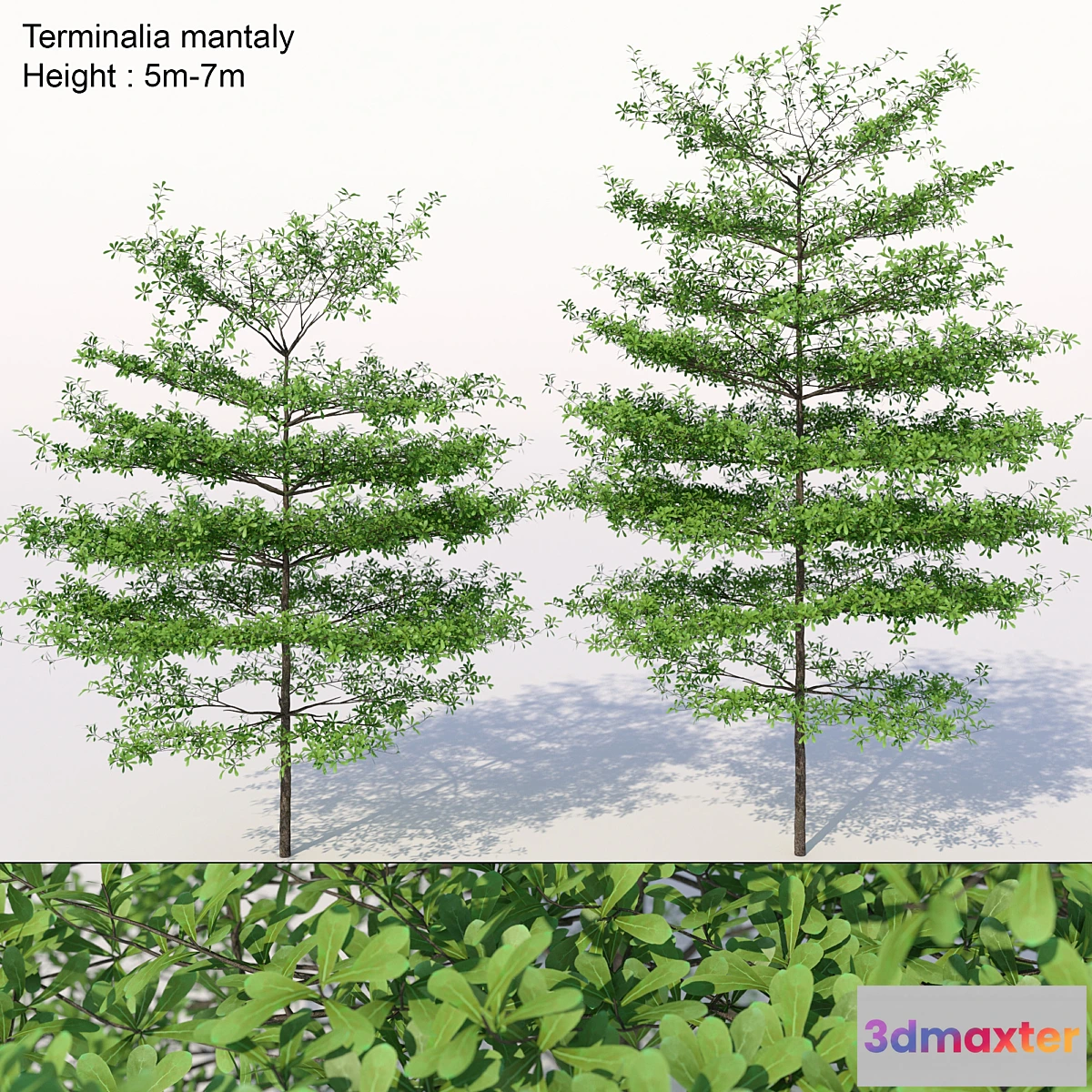 844409 - Terminalia mantaly - No.2