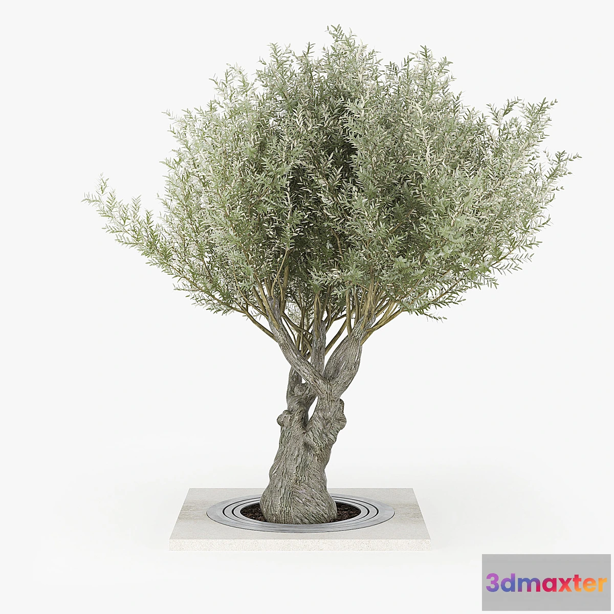 844415 - Olea europaea 02 - No.2