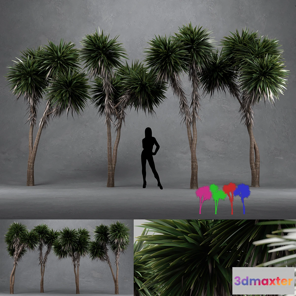 844419 - Cabbage Tree - Cordyline Australis - Large01 - No.2