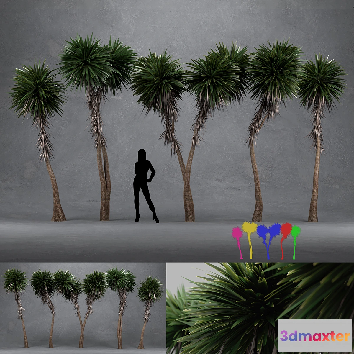 844421 - Cabbage Tree - Cordyline Australis - Large02 - No.2