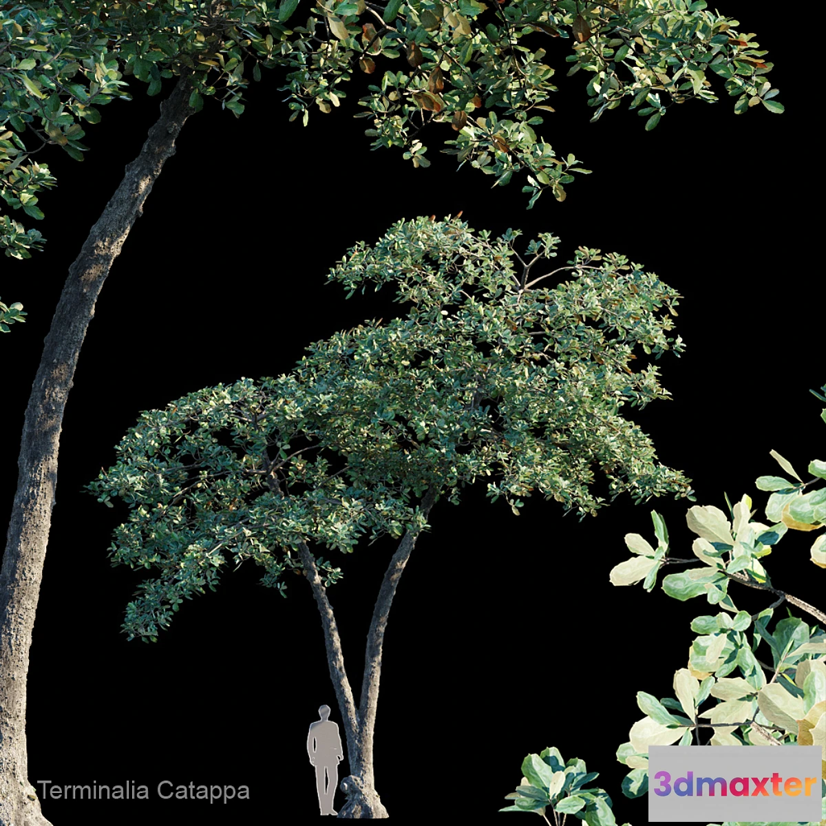 844423 - Terminalia Catappa_Var4 - No.2