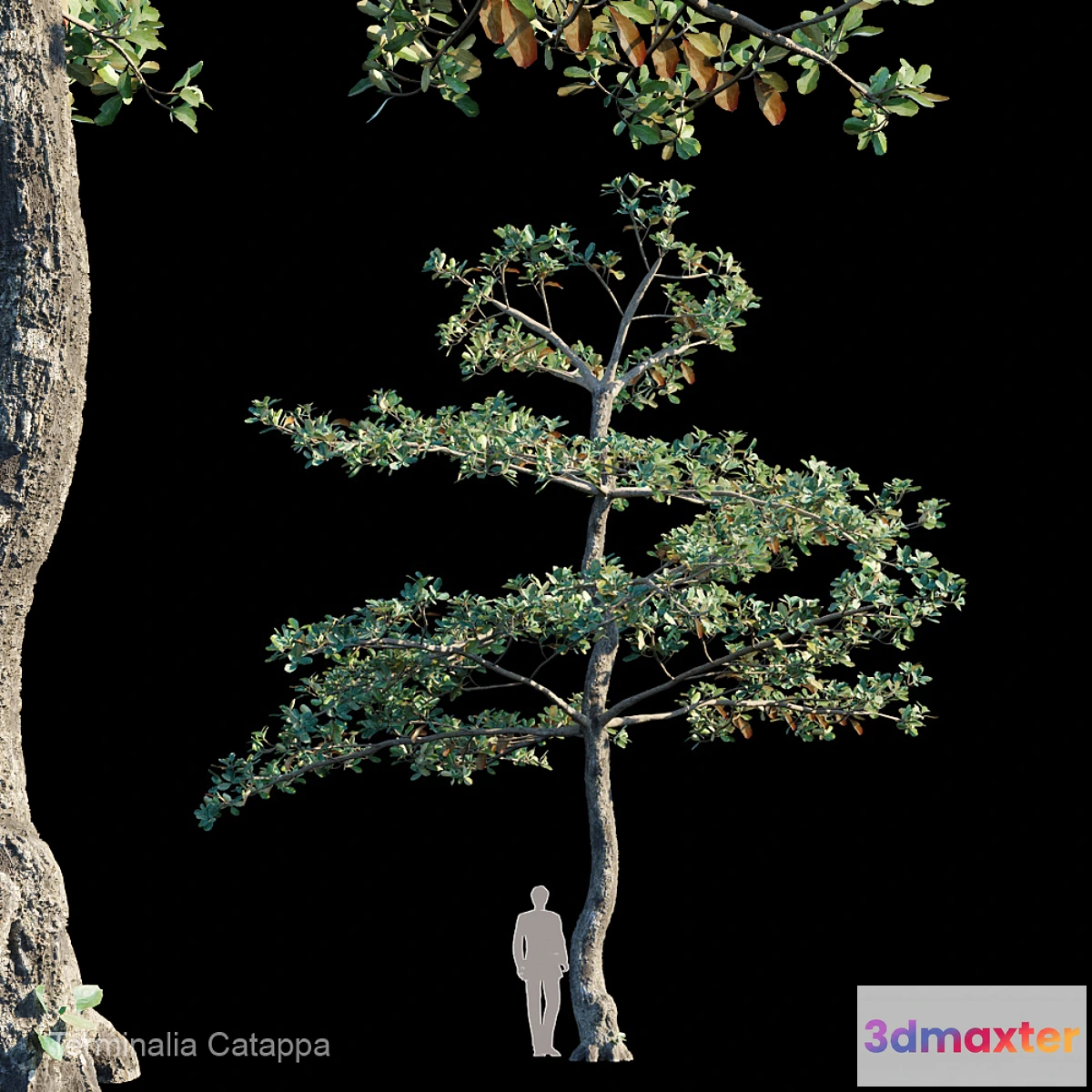 844425 - Terminalia Catappa_Var1 - No.2