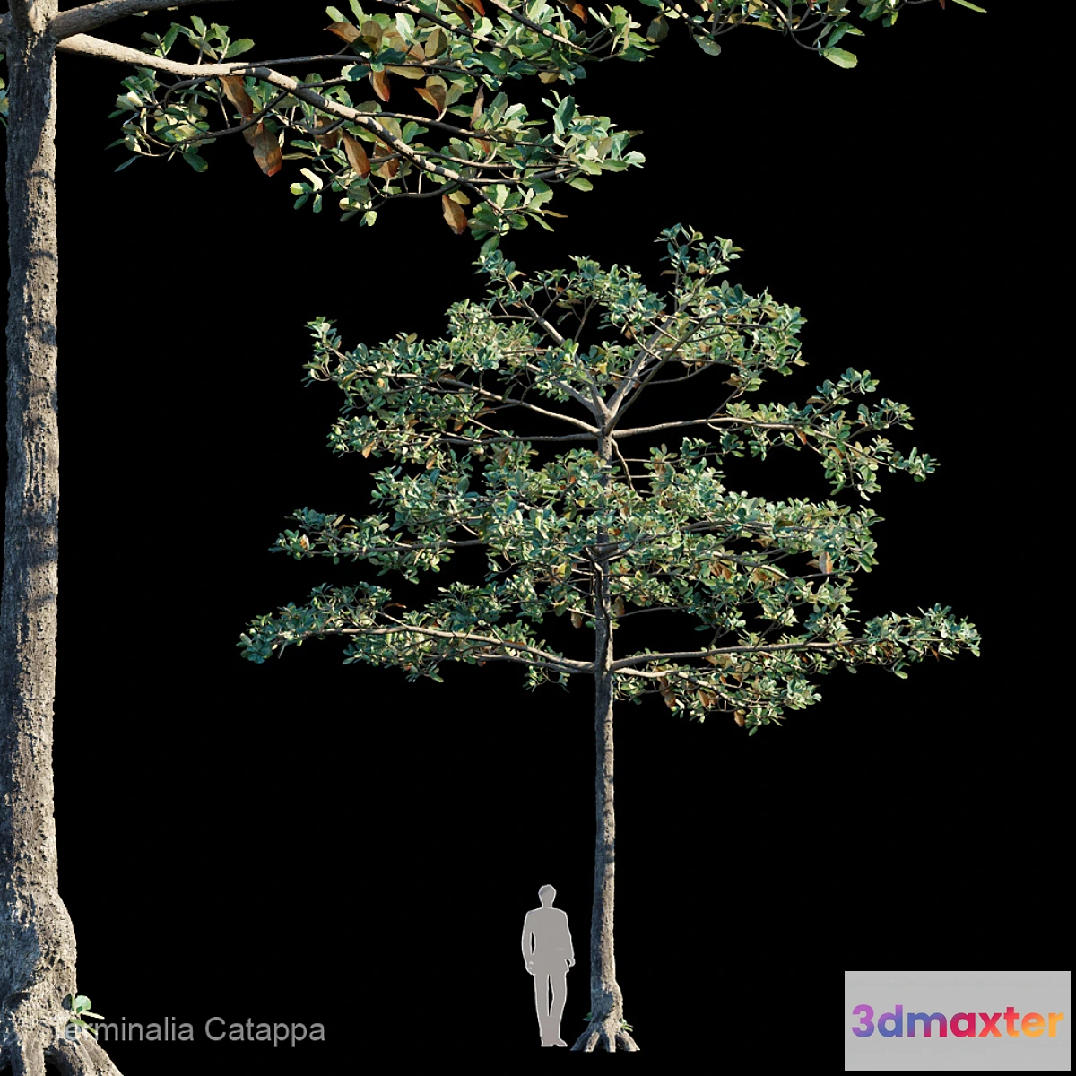 844427 - Terminalia catappa - No.2