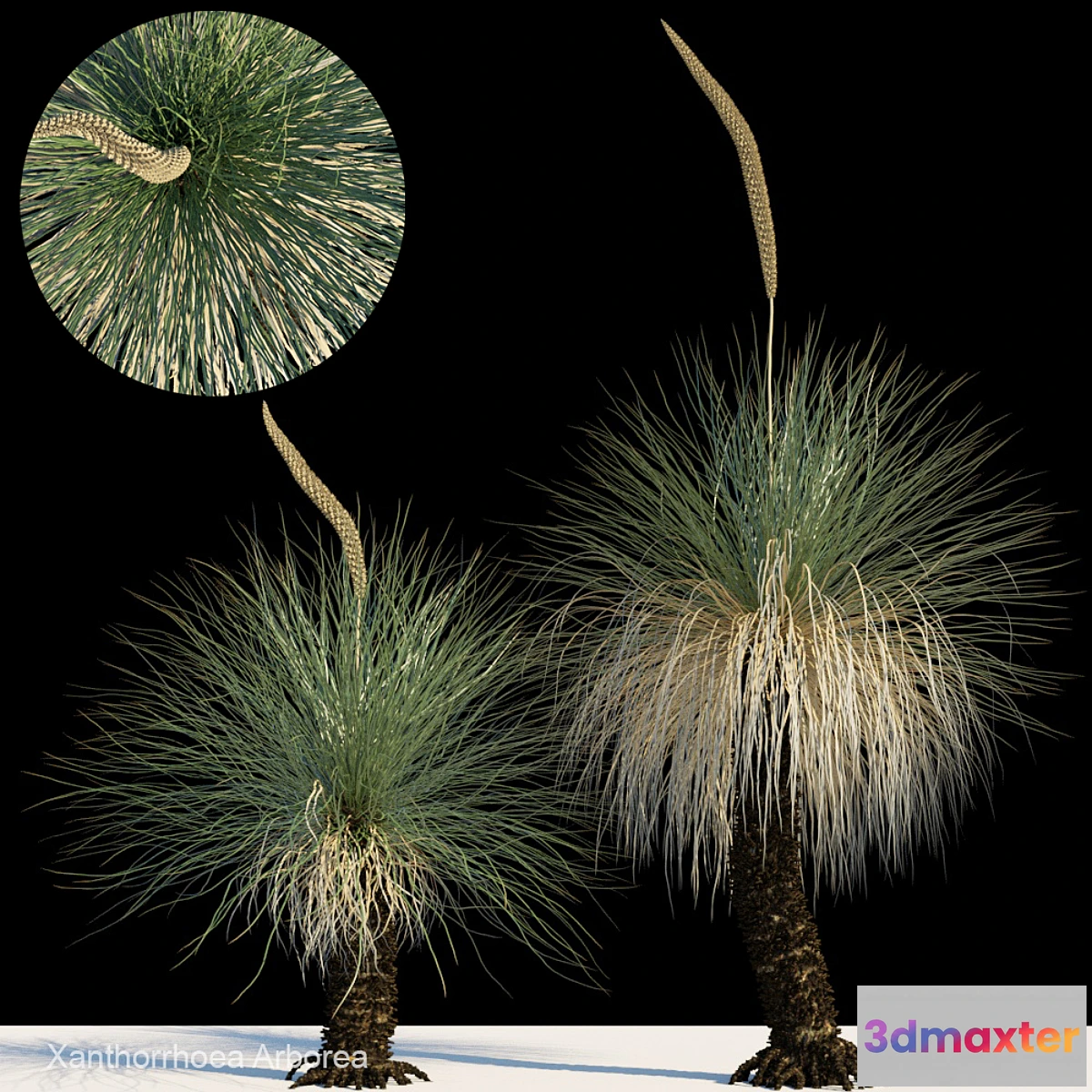 844431 - Xanthorrhoea arborea - No.2