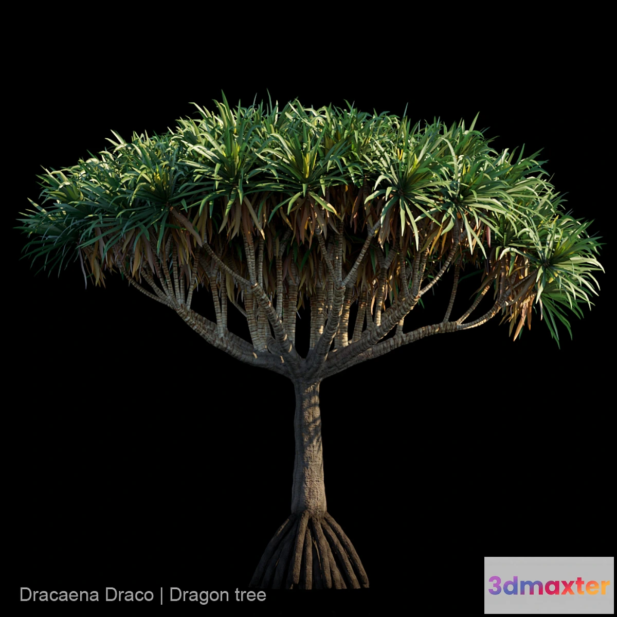 844433 - Dracaena Draco  Dragon tree - No.5