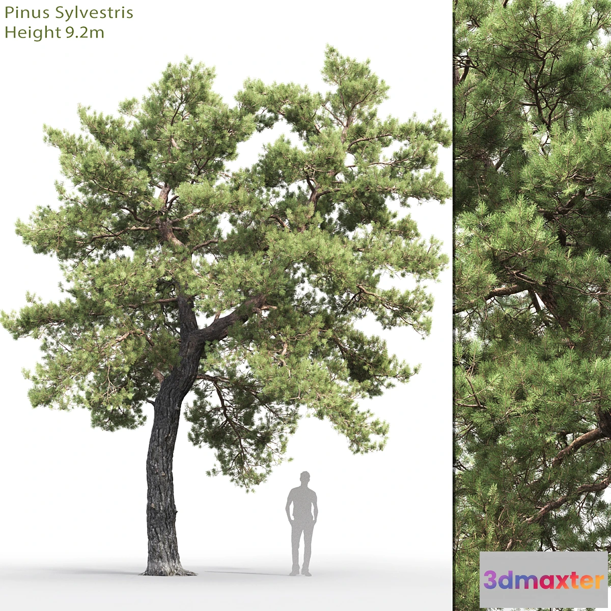 844435 - Pine - No.72