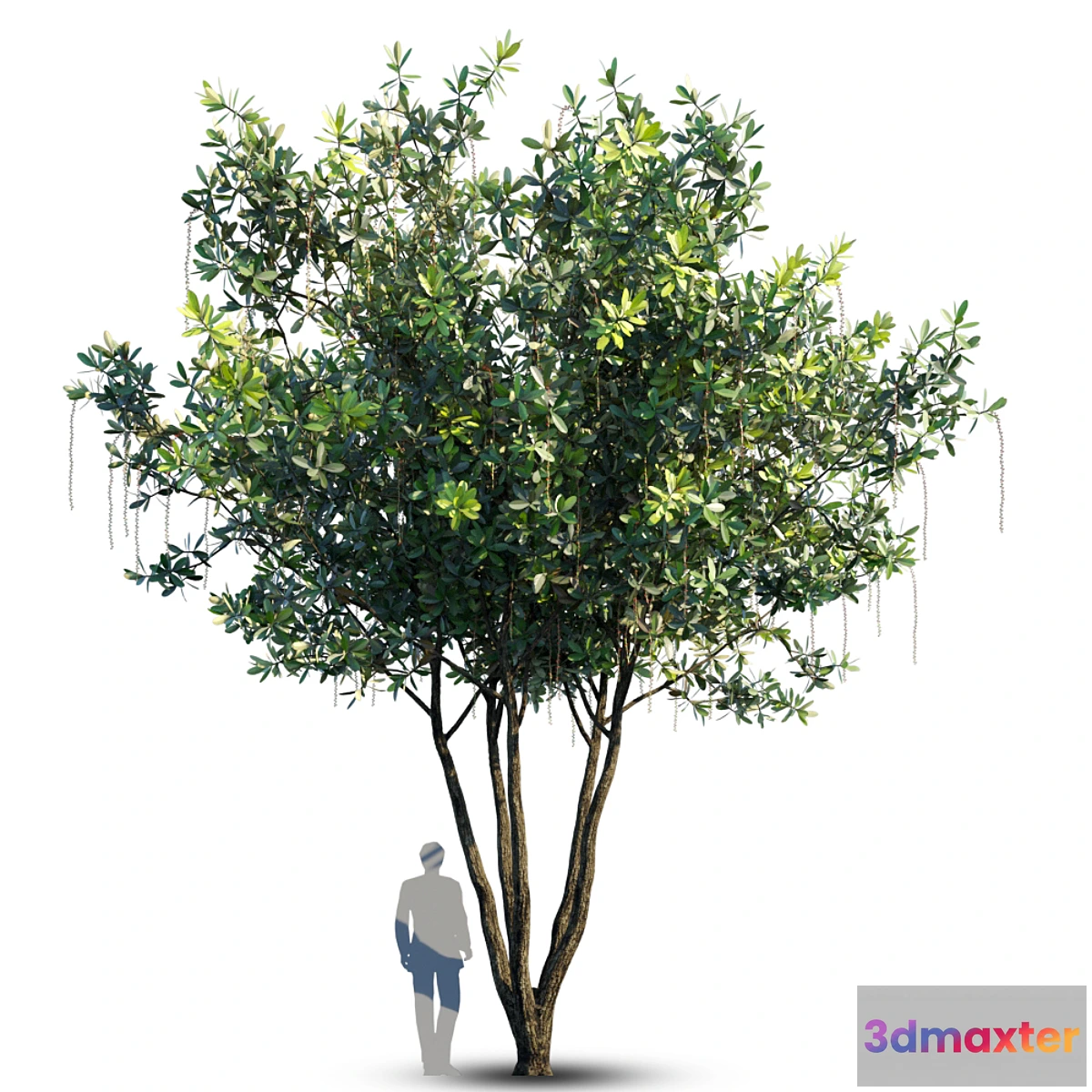 844439 - Barringtonia Acutangula Var 4 - No.2