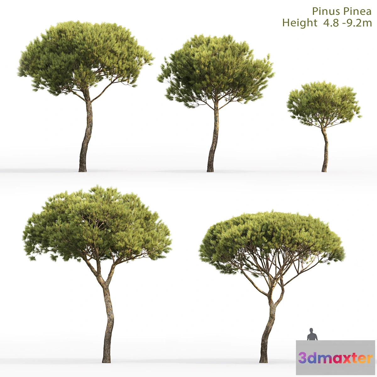 844447 - Pine - No.73