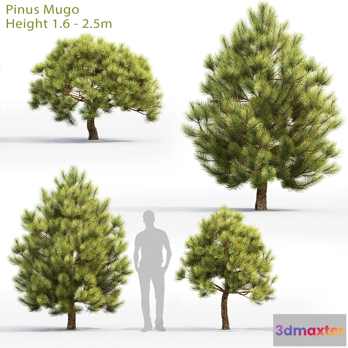 844465 - Pine - No.76