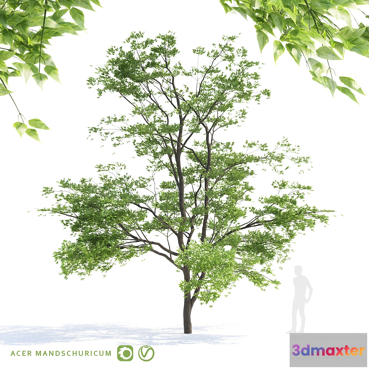 844467 - Maple tree Manchu  Acer mandschuricum v2 - No.4