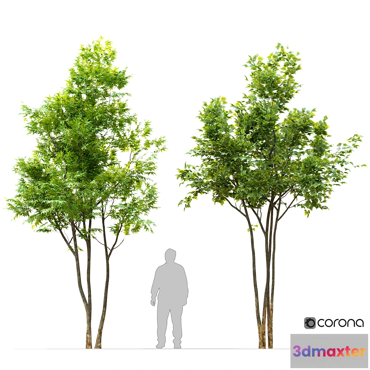 844473 - Two maple tree - No.3