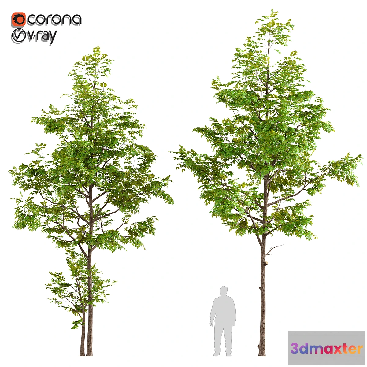 844479 - Two ash tree - No.3