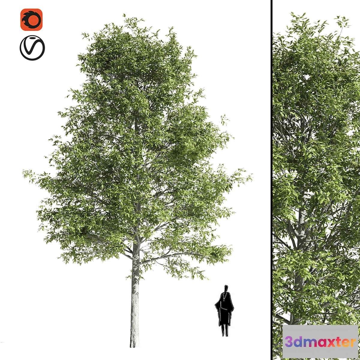 844481 - High quality OAK-Tree - No.3