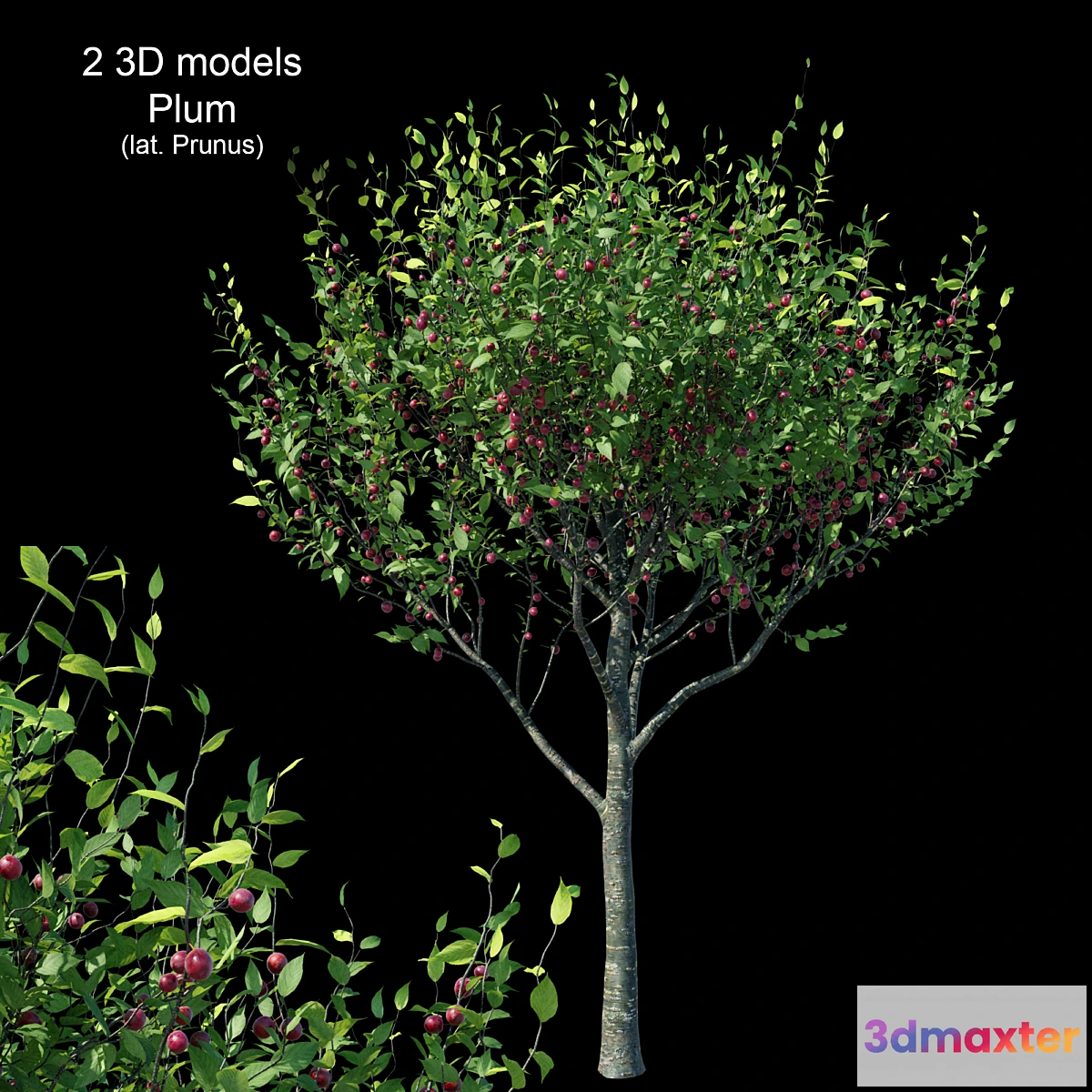 844483 - Plum - No.3