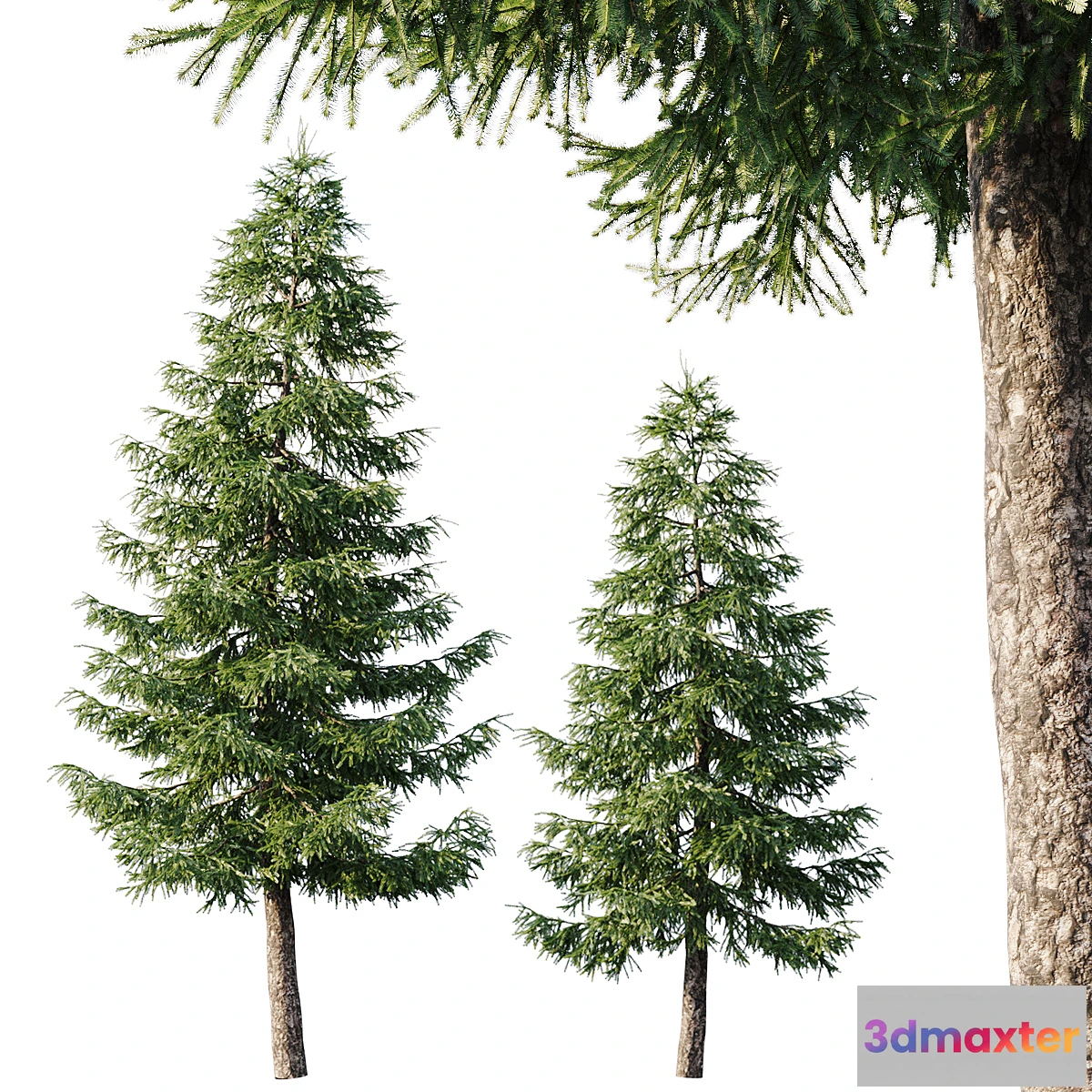 844491 - Spruce (125m and 95m) - No.3