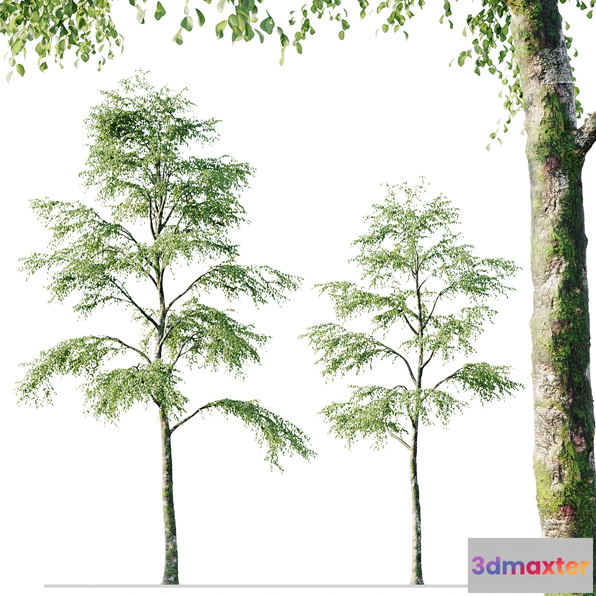 844493 - Alder 21m - No.3