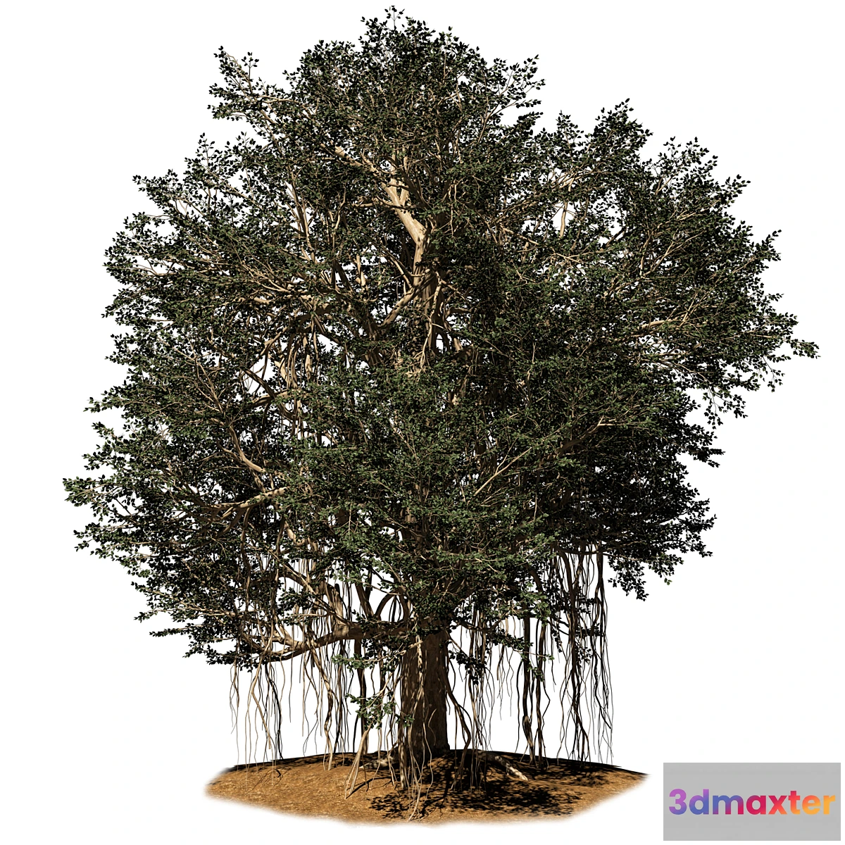 844495 - banyan tree - No.3