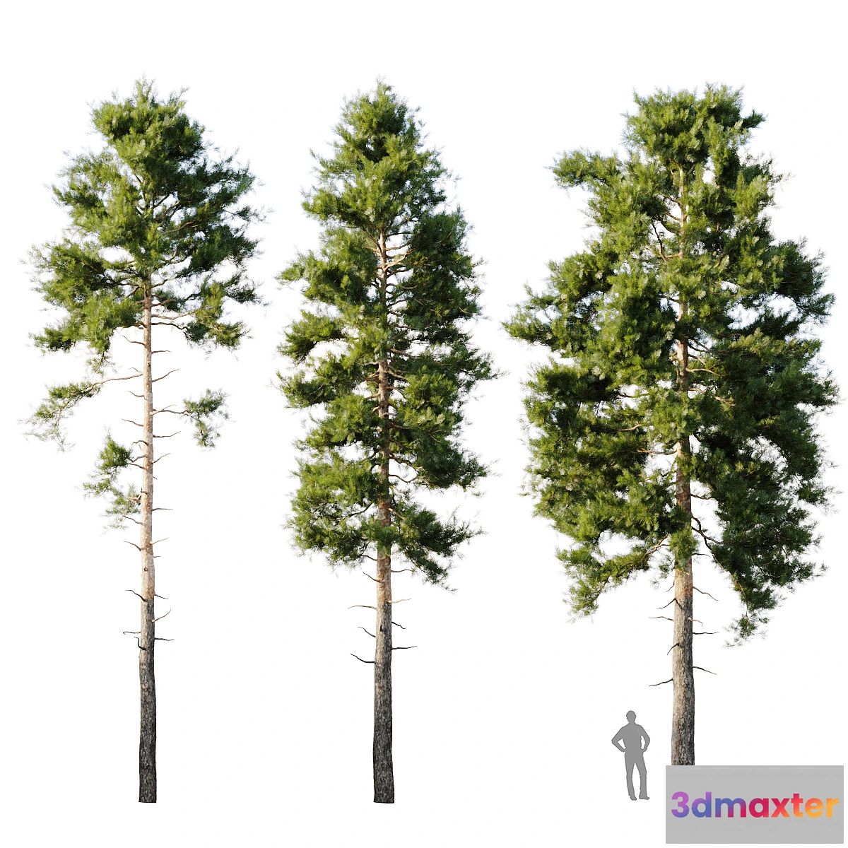 844523 - Pinus sylvestris 18m - No.3