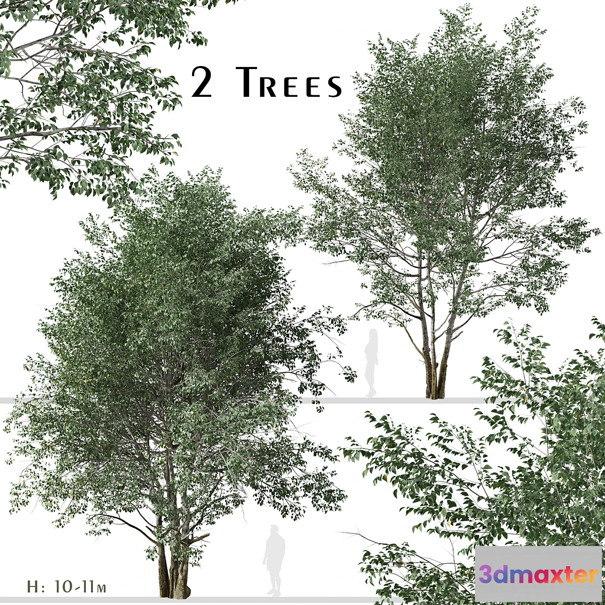 844527 - Set of Downy Birch Trees (Betula pubescens) (2 Trees) - No.3